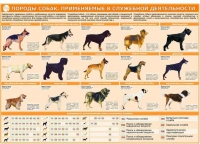 Комплект плакатов "Кинология" - «globural.ru» - Иркутск
