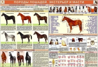 Комплект плакатов "Служебное коневодство" - «globural.ru» - Иркутск