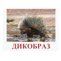 Карточки Домана "Дикие животные-3" - «globural.ru» - Иркутск