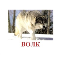 Карточки Домана "Дикие животные-1" - «globural.ru» - Иркутск