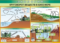 Таблица Круговорот веществ в биосфере 1000*700 винил - «globural.ru» - Иркутск