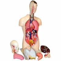 Торс человека разборный (42 см.) - «globural.ru» - Иркутск