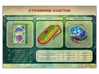 Электрифицированный стенд "Строение клетки" с маркерными полями - «globural.ru» - Иркутск