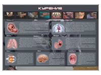 Стенд "Курение" (вариант 1) - «globural.ru» - Иркутск