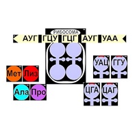 Модель-аппликация "Биосинтез белка" (ламинированная) - «globural.ru» - Иркутск