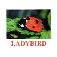 "Insects" ("Насекомые") английские карточки Домана - «globural.ru» - Иркутск