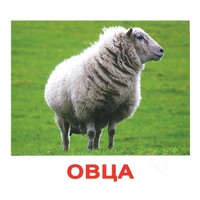 .Карточки Домана "Домашние животные" - «globural.ru» - Иркутск