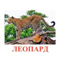 Карточки Домана "Дикие животные-2" - «globural.ru» - Иркутск