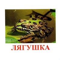 Карточки Домана "Амфибии и рептилии" - «globural.ru» - Иркутск