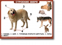 Ознакомление с окружающим миром. 1-4 класс. Комплект таблиц. Наглядные пособия для начальной школы, учебные пособия - «globural.ru» - Иркутск