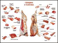 Правила разделки мясных туш "Говядина и телятина" 1000*1400 винил - «globural.ru» - Иркутск