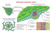 Плакаты и таблицы по биологии - «globural.ru» - Иркутск