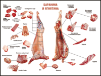Правила разделки мясных туш "Баранина и ягнятина" 1000*1400 винил - «globural.ru» - Иркутск