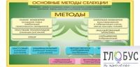 Стенд "Методы селекции и биотехнологии" - «globural.ru» - Иркутск