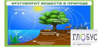 Стенд "Круговорот веществ" - «globural.ru» - Иркутск