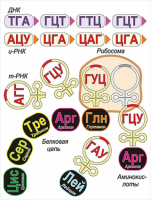 Модель-аппликация Биосинтез белка - «globural.ru» - Иркутск