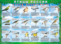 Таблица Птицы России из  4 листов в комплекте 1000*1400 винил	 - «globural.ru» - Иркутск