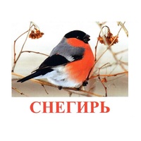 Карточки Домана "Птицы-1" - «globural.ru» - Иркутск