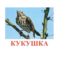 Карточки Домана "Птицы-3" - «globural.ru» - Иркутск