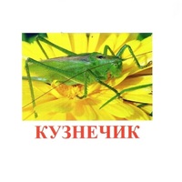 Карточки Домана "Насекомые" - «globural.ru» - Иркутск