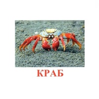 Карточки Домана "Подводный мир" - «globural.ru» - Иркутск