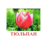 Карточки Домана "Цветы-1" - «globural.ru» - Иркутск