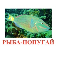Карточки Домана "Рыбы" - «globural.ru» - Иркутск