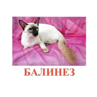 Карточки Домана "Породы кошек" - «globural.ru» - Иркутск