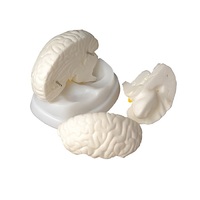 Модель мозга в разрезе - «globural.ru» - Иркутск