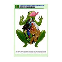 Рельефная таблица "Внутреннее строение лягушки" (формат А1, матовое ламинир.) - «globural.ru» - Иркутск