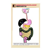 Рельефная таблица "Пищеварительный тракт" (формат А1, матовое ламинир.) - «globural.ru» - Иркутск