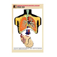 Рельефная таблица "Строение легких" (формат А1, матовое ламинир.) - «globural.ru» - Иркутск