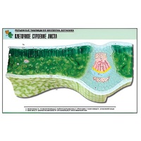 Рельефная таблица "Клеточное строение листа" (формат А1, матовое ламинир.) - «globural.ru» - Иркутск