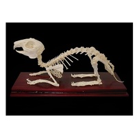 Скелет кролика - «globural.ru» - Иркутск