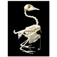 Скелет голубя - «globural.ru» - Иркутск