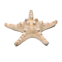 Сухой препарат "Звезда морская" (вариант 2) - «globural.ru» - Иркутск