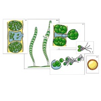Модель-аппликация "Размножение многоклеточной водоросли" (ламинированная) - «globural.ru» - Иркутск