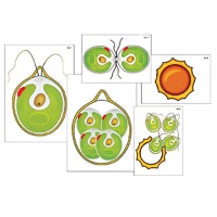 Модель-аппликация "Размножение одноклеточной водоросли" (ламинированная) - «globural.ru» - Иркутск