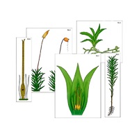 Модель-аппликация "Размножение мха" (ламинированная) - «globural.ru» - Иркутск