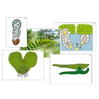 Модель-аппликация "Размножение папоротника" (ламинированная) - «globural.ru» - Иркутск