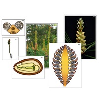 Модель-аппликация "Размножение сосны" (ламинированная) - «globural.ru» - Иркутск