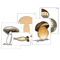 Модель-аппликация "Размножение шляпочного гриба" (ламинированная) - «globural.ru» - Иркутск
