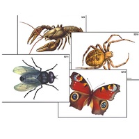 Модель-аппликация "Разнообразие беспозвоночных" (ламинированная) - «globural.ru» - Иркутск