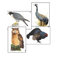 Модель-аппликация "Разнообразие высших хордовых 1. Пресмыкающиеся и птицы" (ламинированная) - «globural.ru» - Иркутск