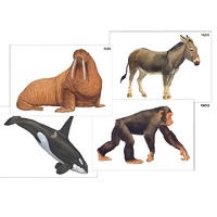 Модель-аппликация "Разнообразие высших хордовых 2. Млекопитающие" (ламинированная) - «globural.ru» - Иркутск