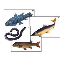 Модель-аппликация "Разнообразие низших и высших хордовых" (ламинированная) - «globural.ru» - Иркутск