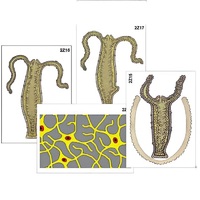 Модель-аппликация "Строение и размножение гидры" (ламинированная) - «globural.ru» - Иркутск