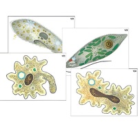 Модель-аппликация "Строение и разнообразие простейших" (ламинированная) - «globural.ru» - Иркутск