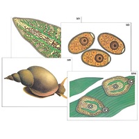 Модель-аппликация "Циклы развития печеночного сосальщика и бычьего цепня" (ламинированная) - «globural.ru» - Иркутск