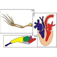 Модель-аппликация "Эволюция важнейших систем органов позвоночных" (ламинированная) - «globural.ru» - Иркутск